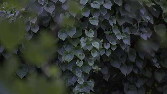 心形绿叶植物特写