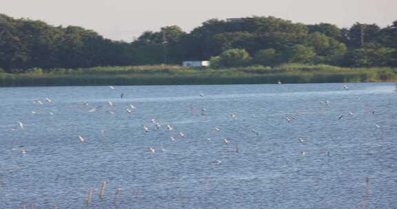 钱塘大湾区湿地公园候鸟白鹭