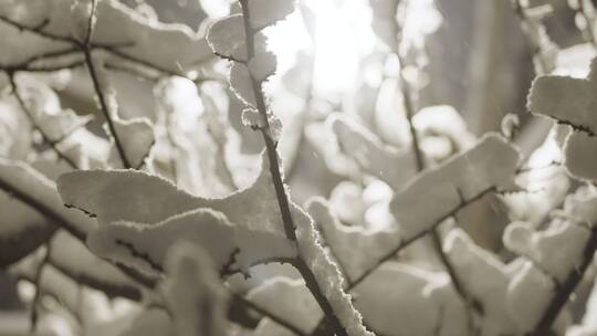 小区下雪夜景唯美飘雪