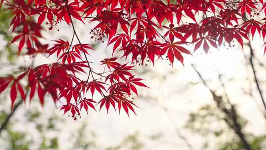 秋天的红枫叶视频素材模板下载