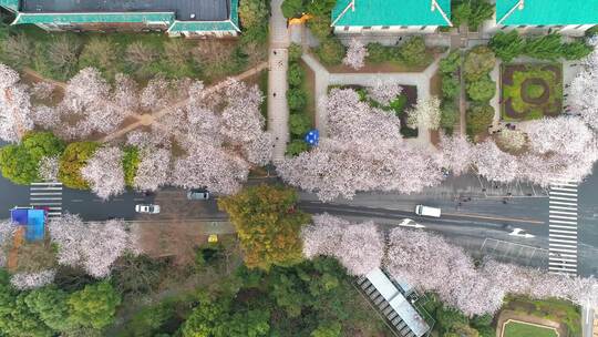 航拍武汉大学樱花盛开