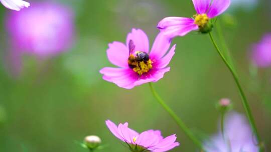 蜜蜂采蜜花粉黄蜂纯天然