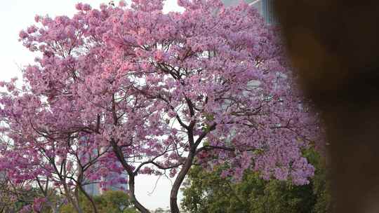 紫花风铃木