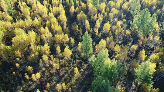 航拍秋季白桦林与绿色的松林