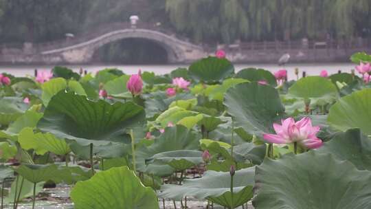 济南夏季大明湖，雨中荷花盛开娇艳醉人