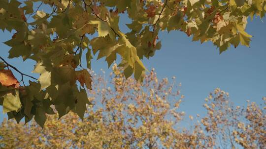 秋天来了叶子黄了树木树叶 (3)
