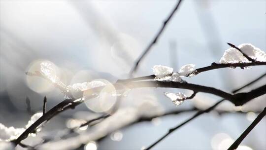 雪后树枝上的冰开始融化