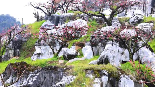 桃花林、连平鹰嘴桃、鹰嘴桃花