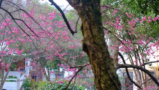 植物园公园梅花花朵开花春天风景视频素材