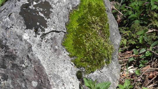 岩石上的自然苔藓