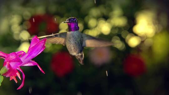 雄性蜂鸟在雨天吸食粉红色花朵