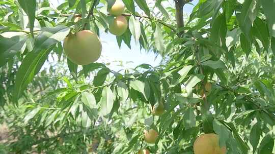 阳山水蜜桃 水蜜桃产地 水蜜桃采摘