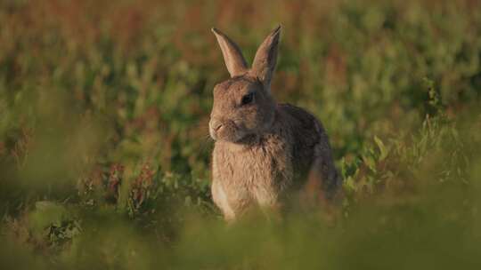 草地上的野兔