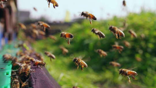 春天的养蜂场蜜蜂成群飞舞慢镜头特写