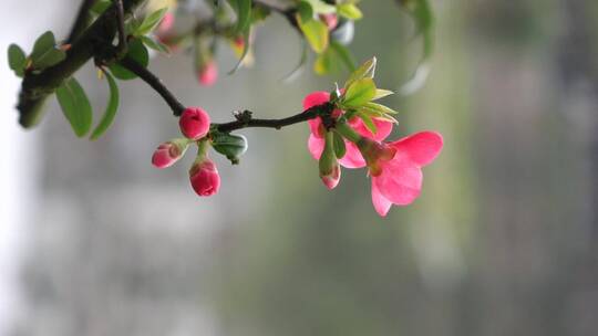 春天海棠花树