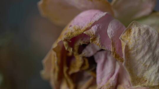 凋零的花朵，断线的珍珠视频素材模板下载