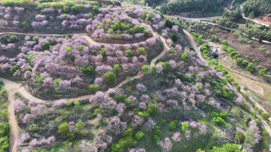 福建福州罗源湾樱花园航拍