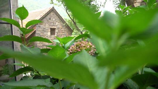 山间民宿户外清新绿色自然花草唯美背景