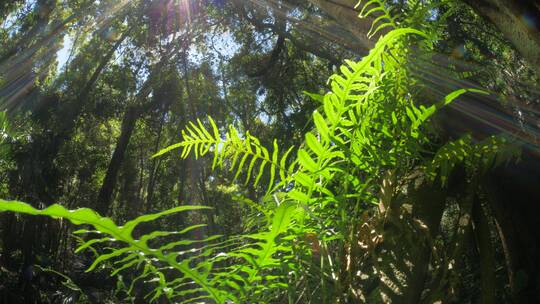 绿色蕨类植物风景