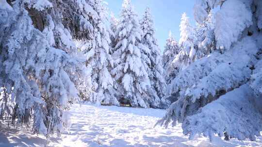 冬季森林雪松