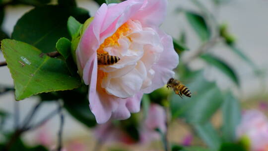 花园蜜蜂飞舞采蜜 山茶花 中华野山蜂