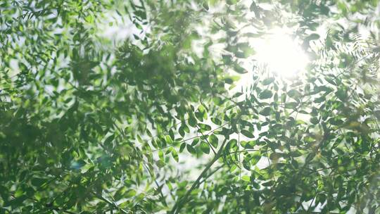 阳光植物花朵清新唯美空镜合集4k视频素材视频素材模板下载