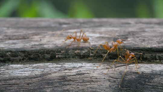 8K蚂蚁黄猄蚁自然空镜昆虫动物