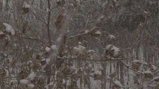 4K北方冬天下雪视频索尼slog2原视频