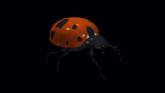 红色瓢虫甲虫虫-爬行步行环-侧角视图CU