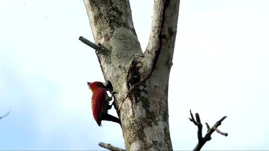 啄木鸟清理一棵树