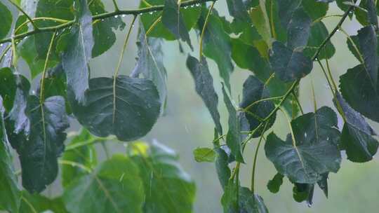 城市下暴雨下雨天雨水雨滴植物树叶子树木雨