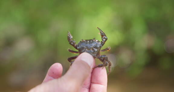 抓在手里的小河蟹