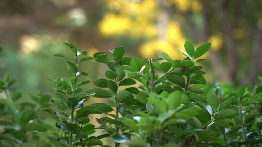 小区绿化 草 小草 绿植 植物