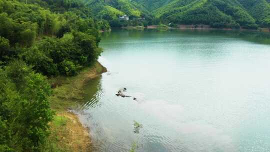 绿水青山水牛戏水白鹭栖息田园风光