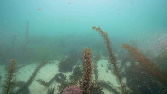 海藻，海洋，海洋生物，纪录片