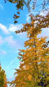 秋天蓝天与黄色银杏树