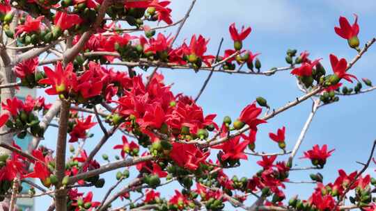 盛开的木棉花特写