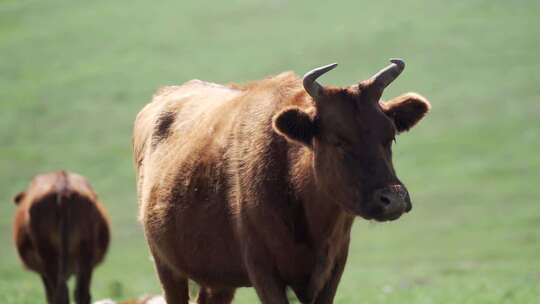 一头在内蒙古大草原上吃草的牛