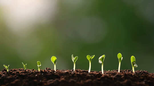 破土而出的小苗生长