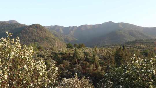 山茶树山茶花