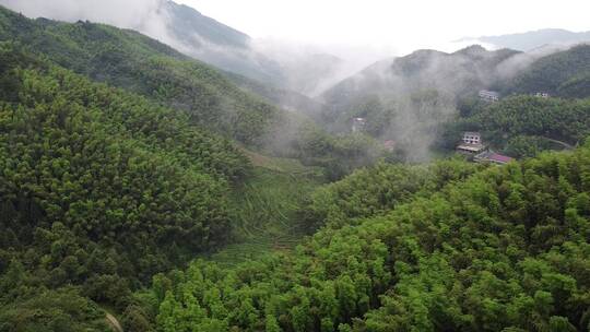 南岳衡山云雾茶茶场航拍