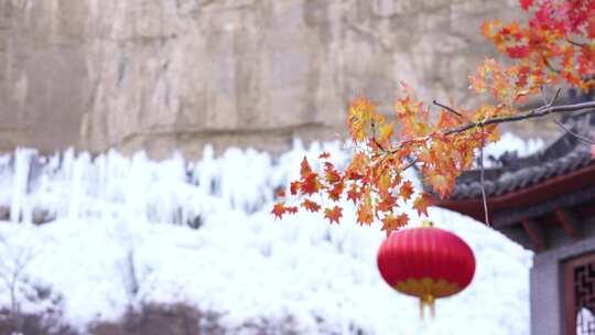 沕沕水生态风景区 枫叶 红 植物 茂密