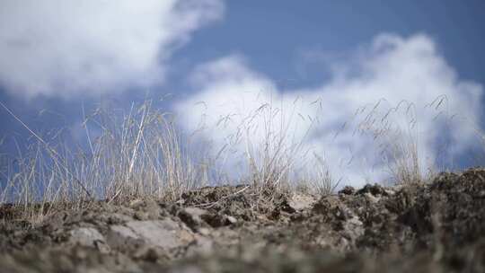 蓝天白云草原土坡石头地里生长的草