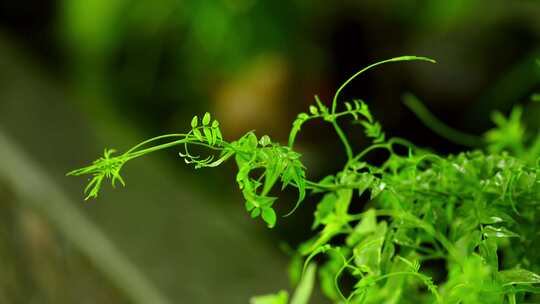 绿色植物