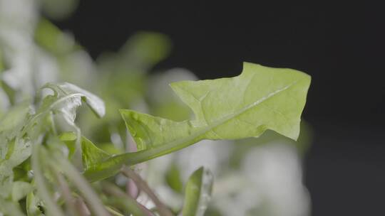 婆婆丁野菜LOG视频素材