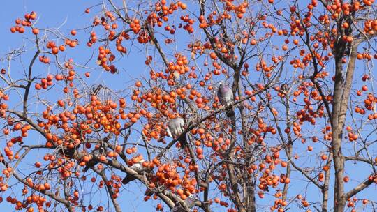 一群鸽子鸟类在柿子树上休息视频素材模板下载
