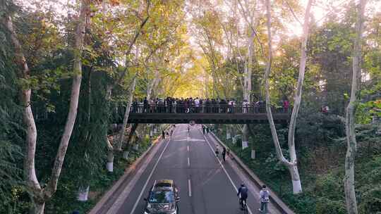 南京秋天 梧桐大道 陵园路