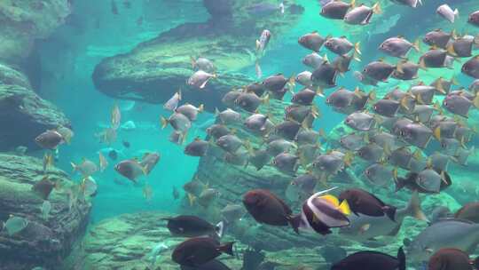 水族馆里的鱼