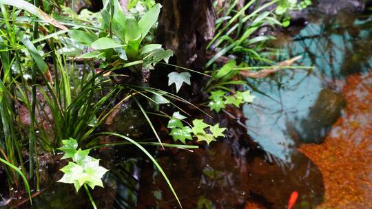 【镜头合集】热带植物叶子爬山虎蕨类