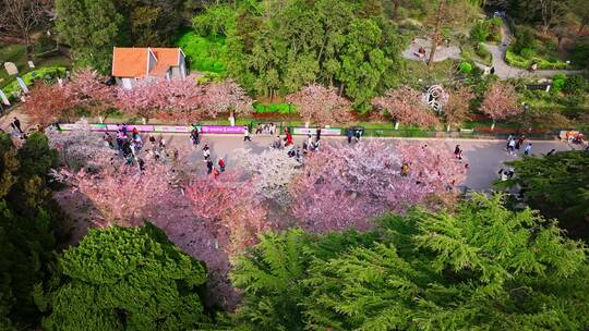 青岛春天青岛中山公园樱花